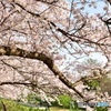 花のトンネルくぐって