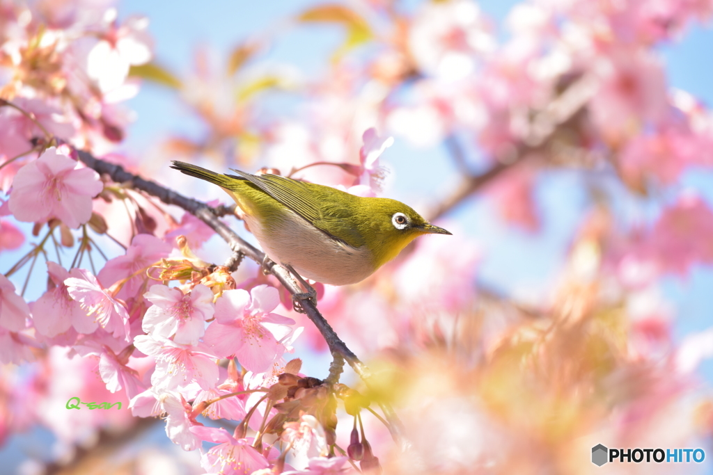 河津桜とメジロ