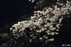夜桜見物２
