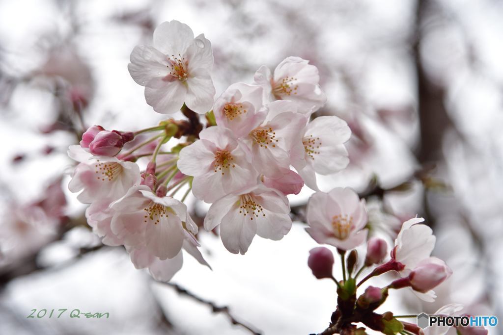 桜便り