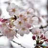 桜便り