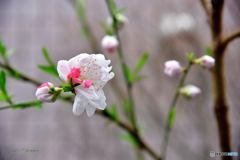 早咲きの花桃