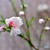 早咲きの花桃