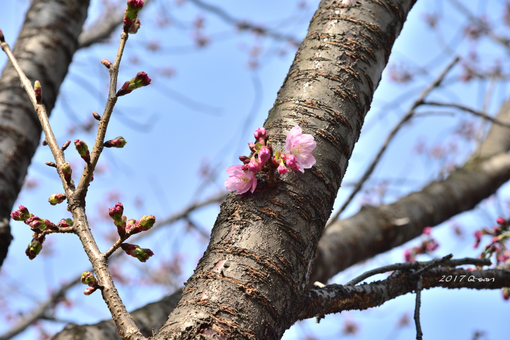 お花見の準備をしましょう！