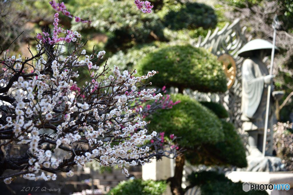 境内の梅