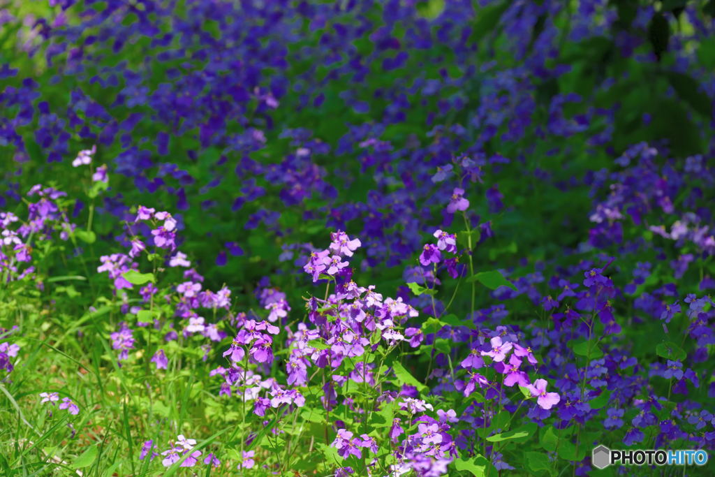 大根？花？