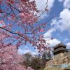 上田城の桜