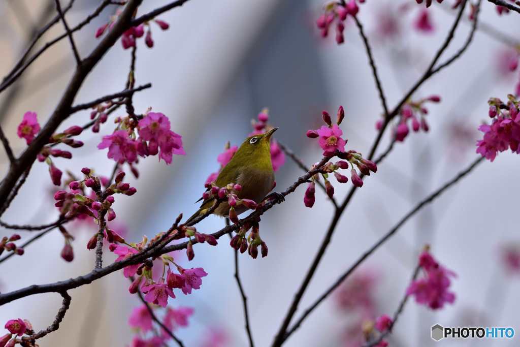 蔵前の寒緋桜とメジロ