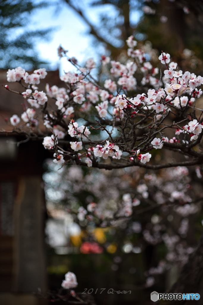 氷川神社