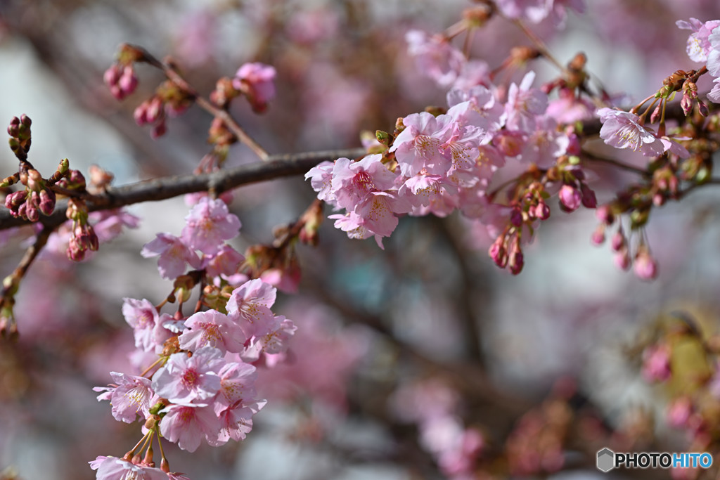 近所の河津桜が咲いた。春近し！