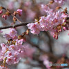近所の河津桜が咲いた。春近し！