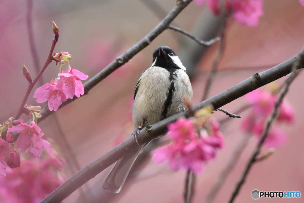 寒緋桜とシジュウカラ