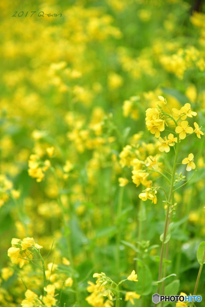 菜の花