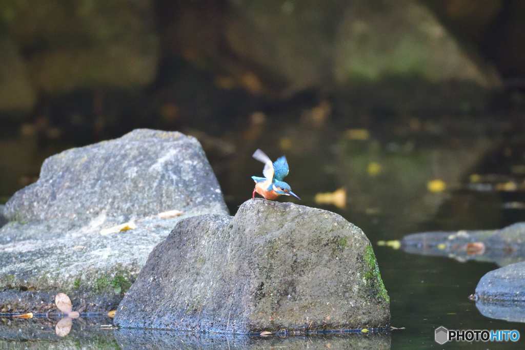 もう一匹見つけた！