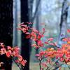 八千穂高原の紅葉