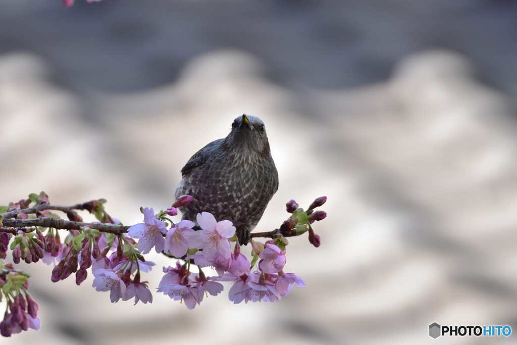 桜とヒヨドリ