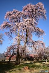 佐久の枝垂れ桜