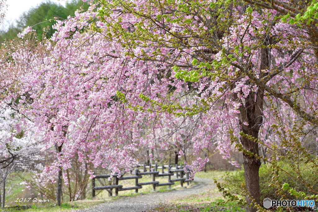 余地の千本桜