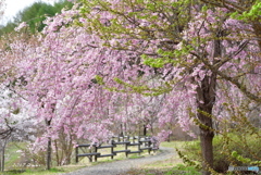 余地の千本桜