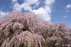 上田城大手門の桜