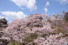 上田城大手門付近の桜