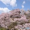 上田城大手門付近の桜