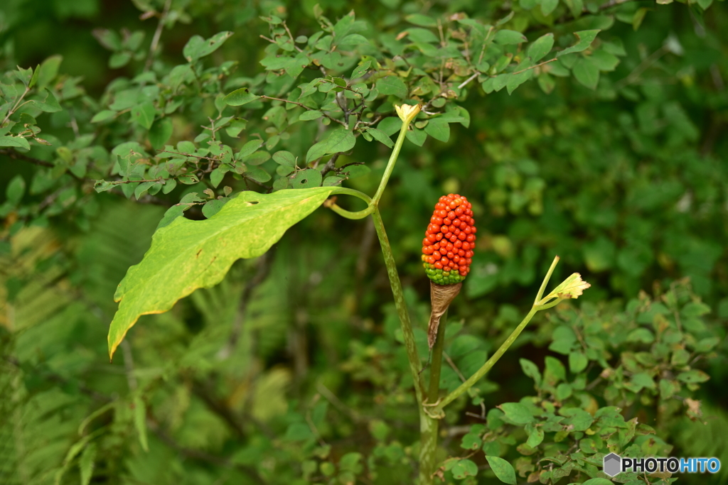 何の実でしょうか？