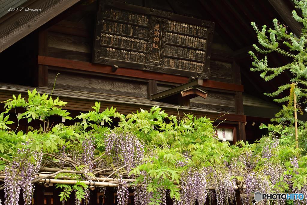 蔵前神社の藤棚