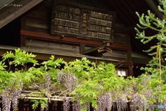 蔵前神社の藤棚