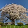 醍醐桜１　西側