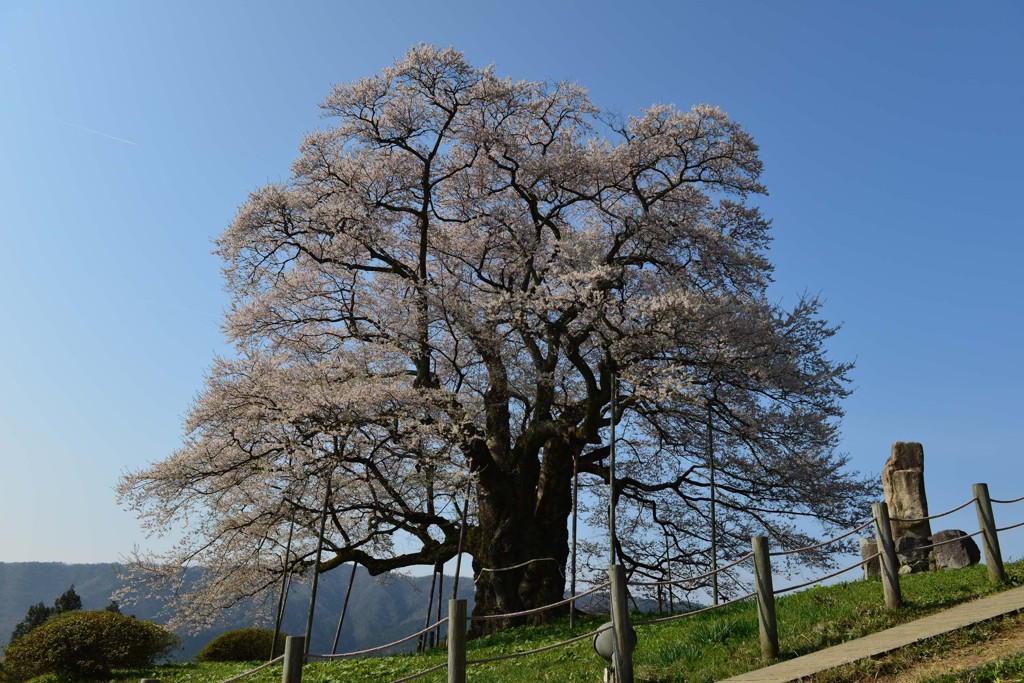 醍醐桜２　南側