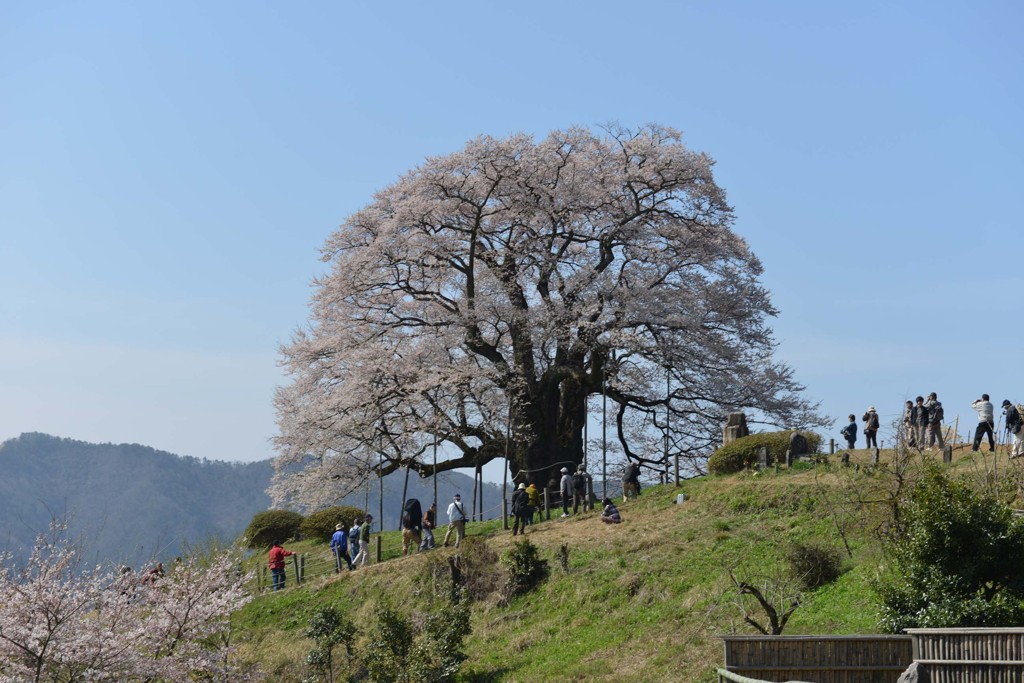 醍醐桜３ 南側