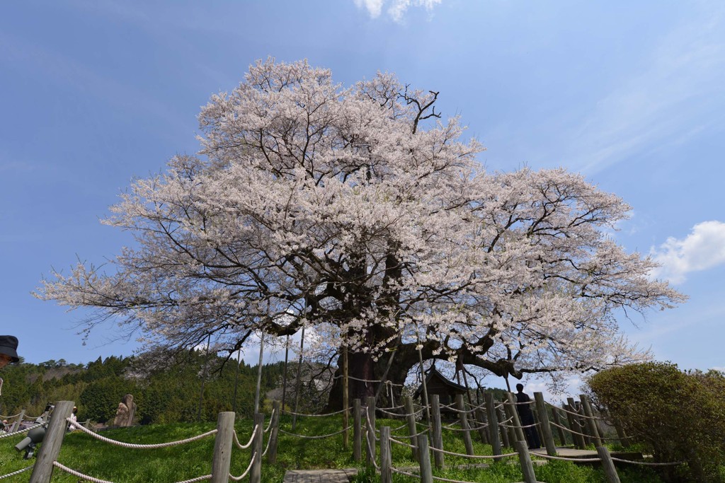 醍醐桜4 北側