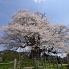 醍醐桜4 北側
