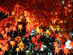 閑谷学校の紅葉１