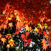 閑谷学校の紅葉１