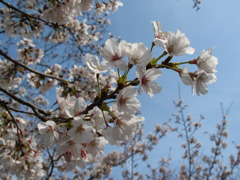 桜咲く