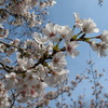 桜咲く