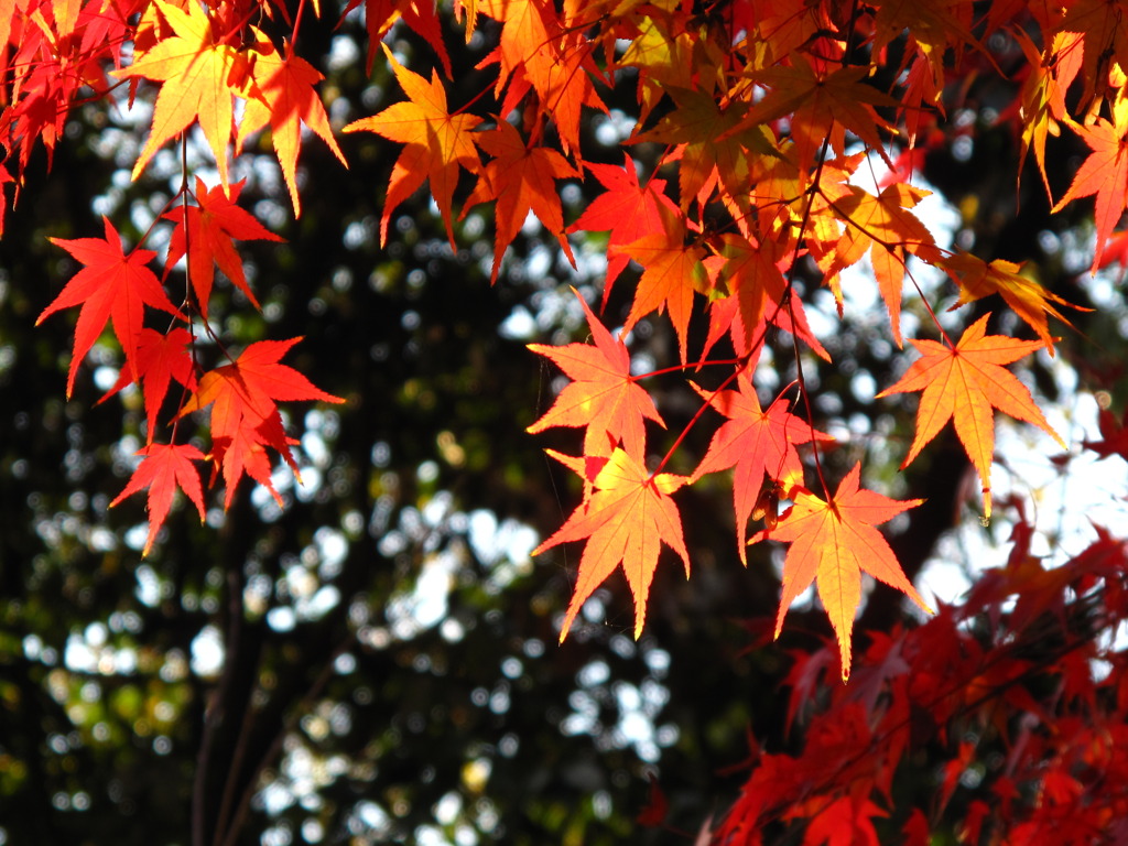 閑谷学校の紅葉２