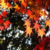 閑谷学校の紅葉２