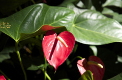 Anthurium