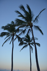 Haleiwa Beach 5