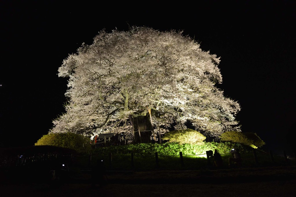 夜桜