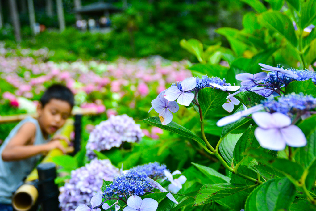 Hydrangea