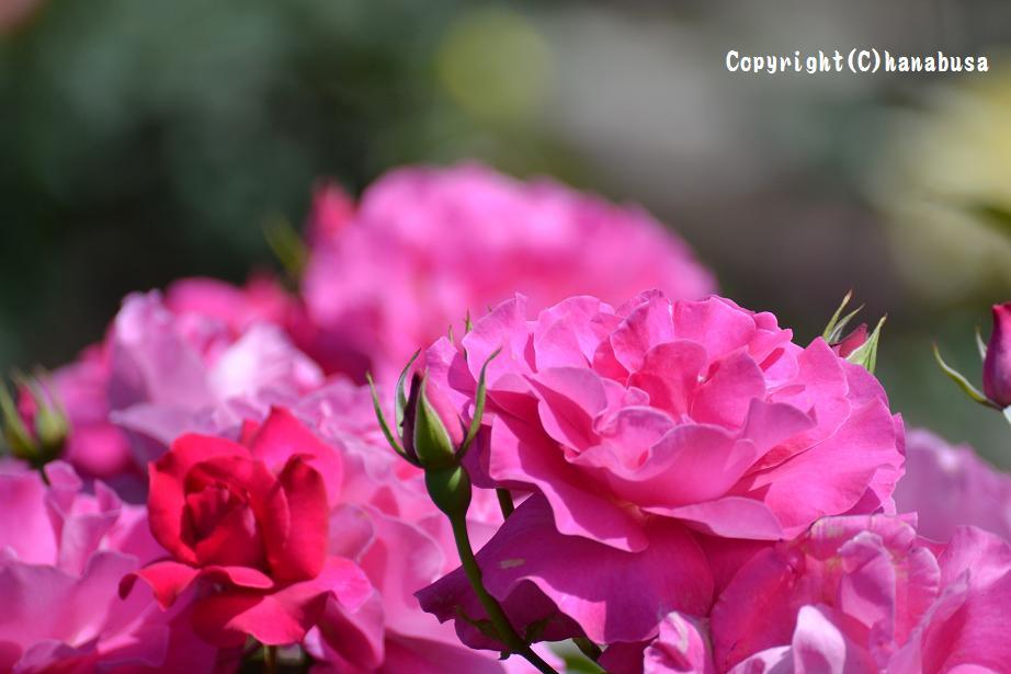 薔薇って素敵ですね～