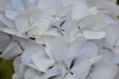 純白な紫陽花