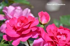 薔薇