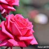 薔薇