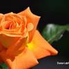 お洒落な薔薇