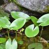 流　華　水　鮮　生